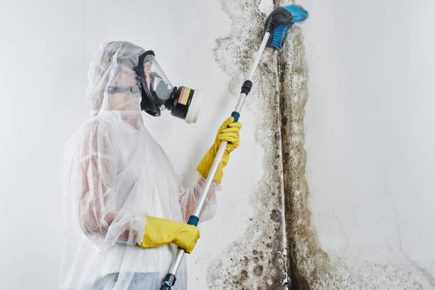 Best Black Mold Removal  in Union Point, GA
