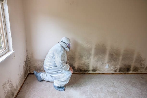 Professional Mold Removal in Union Point, GA
